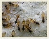 sugar ants pest control